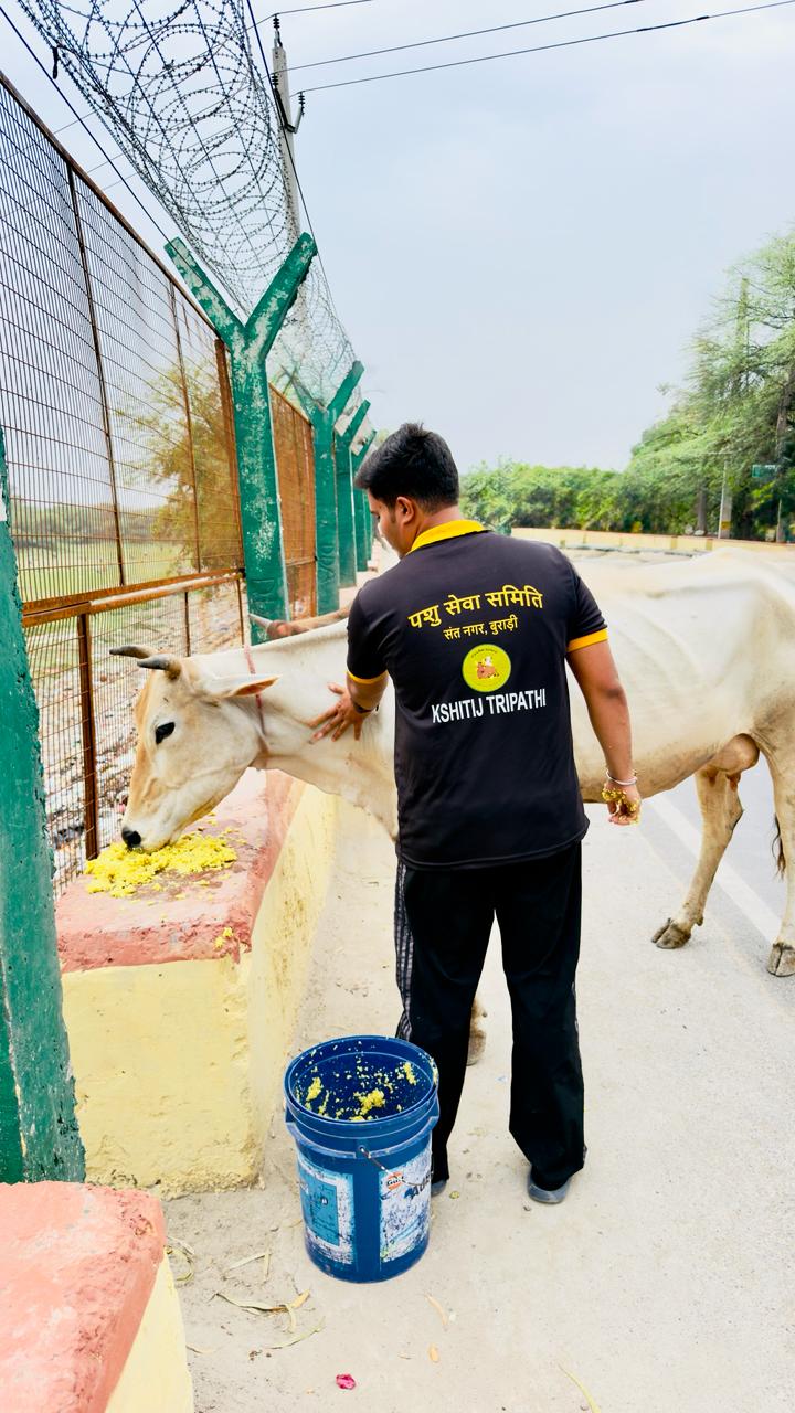 Volunteer feeding a cow along the roadside