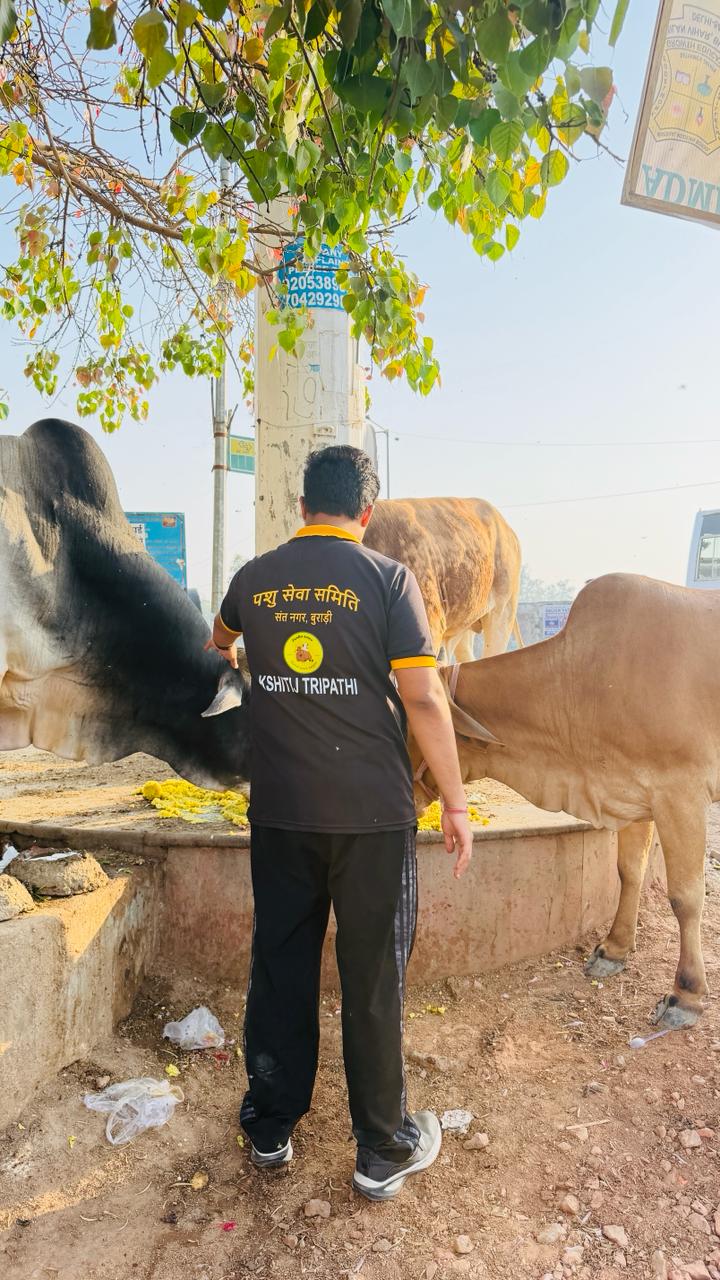 Volunteer standing with cows at a feeding point